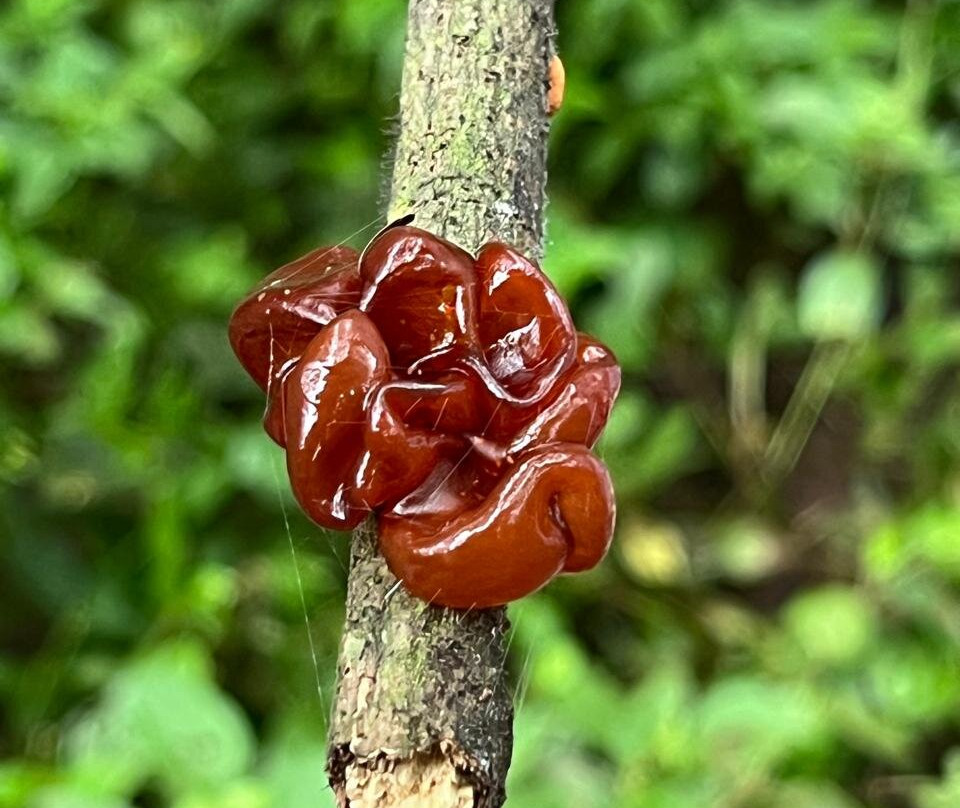 Oropopo Experience-Playa Avellanas必去景点