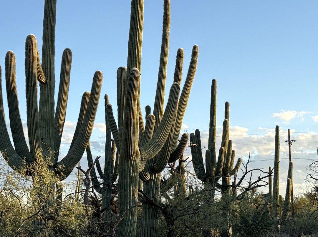 Southwest Discoveries-图森必去景点