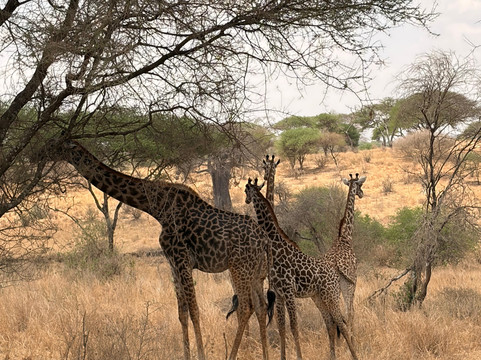 Maisha Adventures-阿鲁沙必去景点