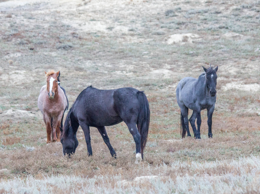 Theodore Roosevelt National Park-Medora必去景点