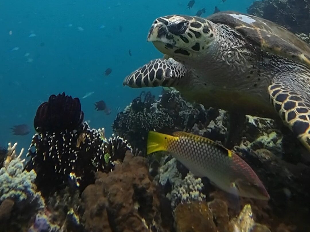 Gili Layar-龙目岛必去景点