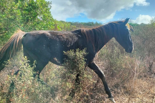 Agriturismo La Fillirea主图