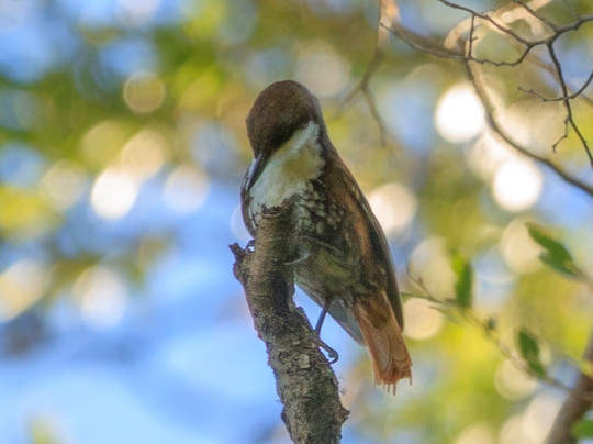 Birds Chile-巴拉斯港必去景点