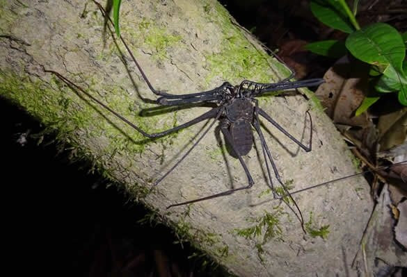 Amazon Discovery-伊基托斯必去景点