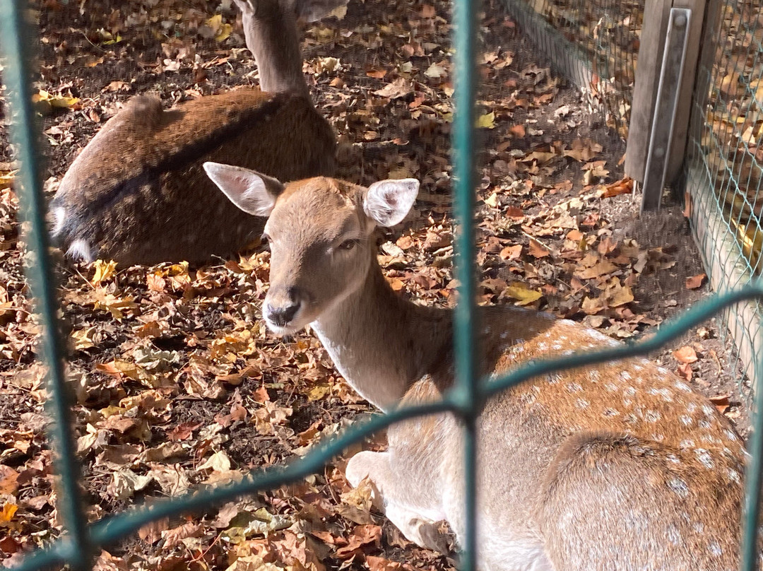 Tiergarten-韦尔斯必去景点