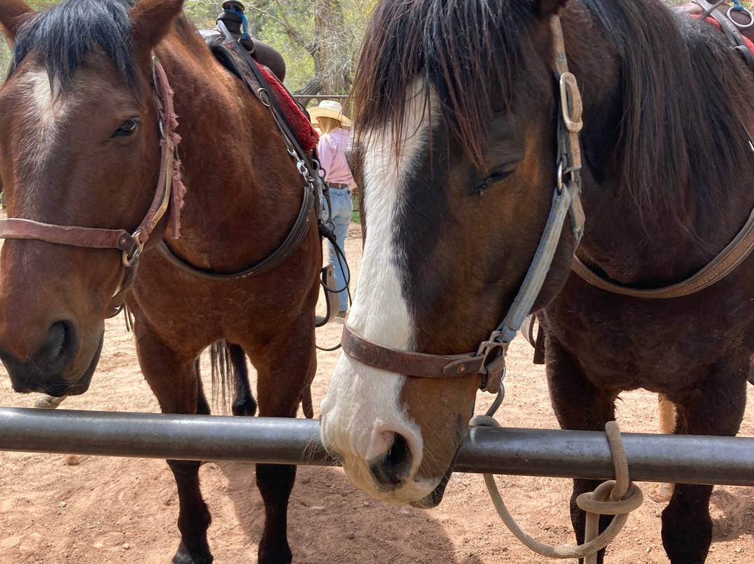Canyon Trail Rides-锡安国家公园必去景点