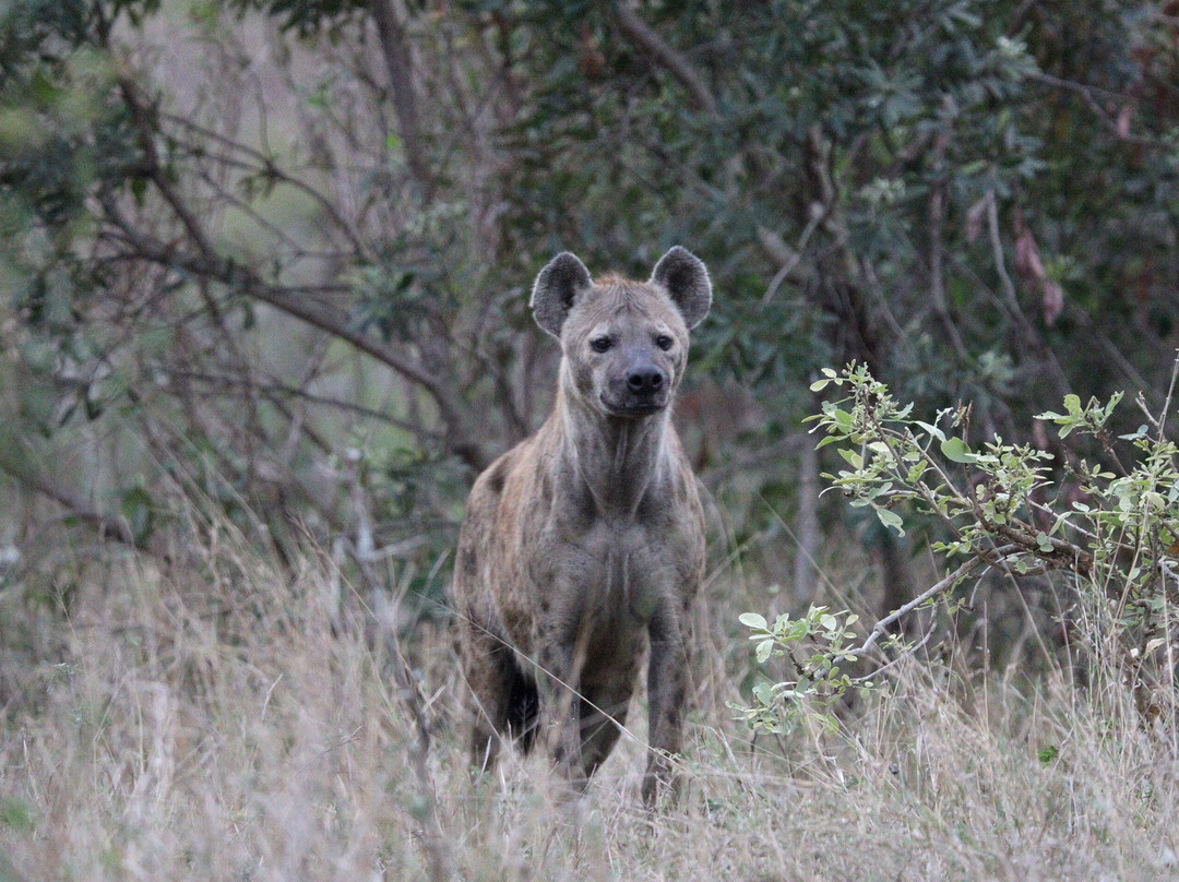 Lion Roar Safaris-尼斯普鲁特必去景点
