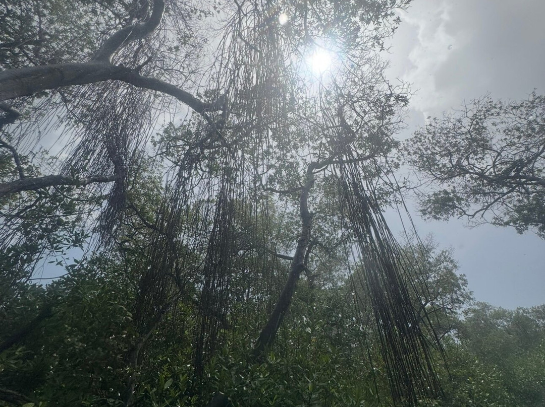 Curaçao Rif Mangrove Park-威廉斯塔德必去景点