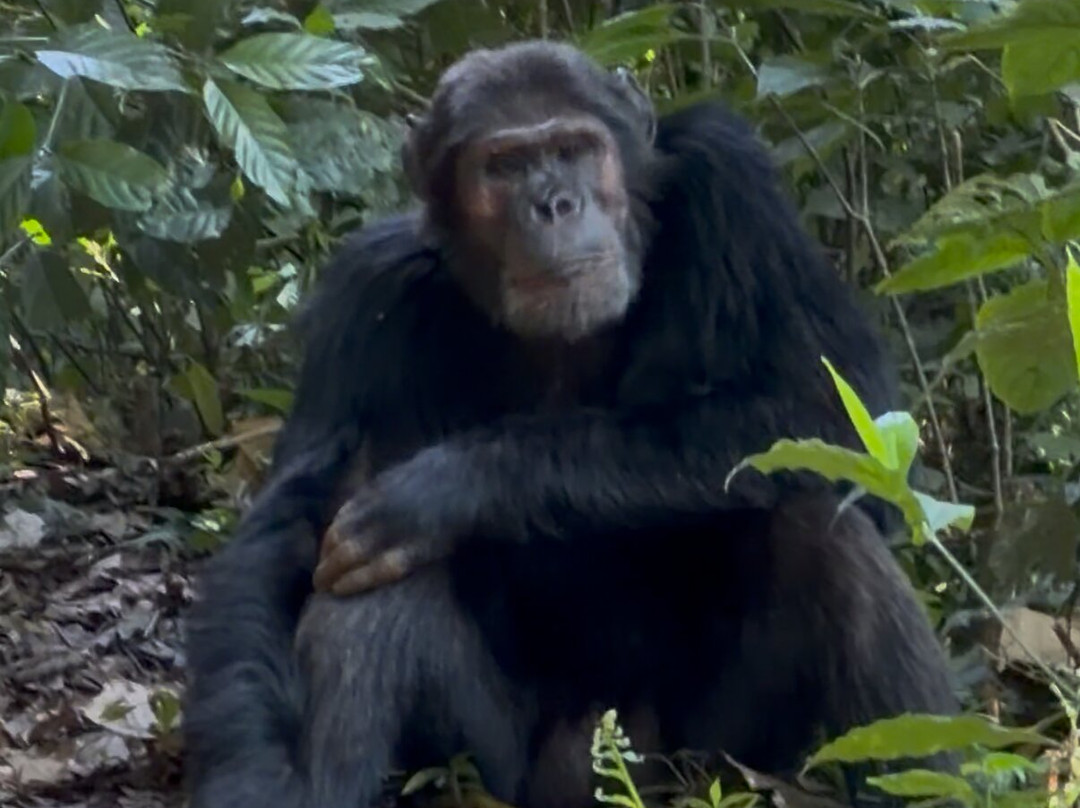 Gorillas and Wildlife Safaris-布恩迪难以穿越的国家公园必去景点