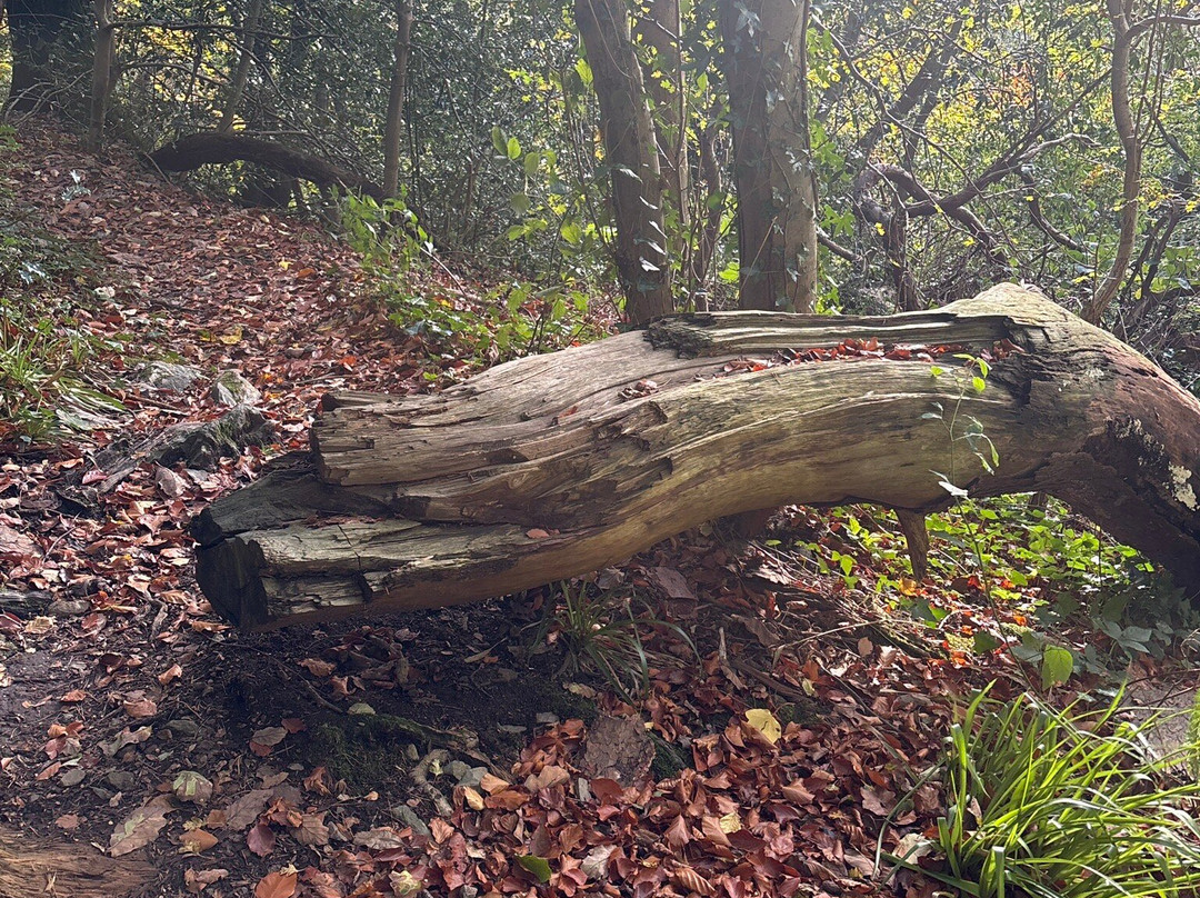 Glen Of The Downs Nature Reserve-Delgany必去景点