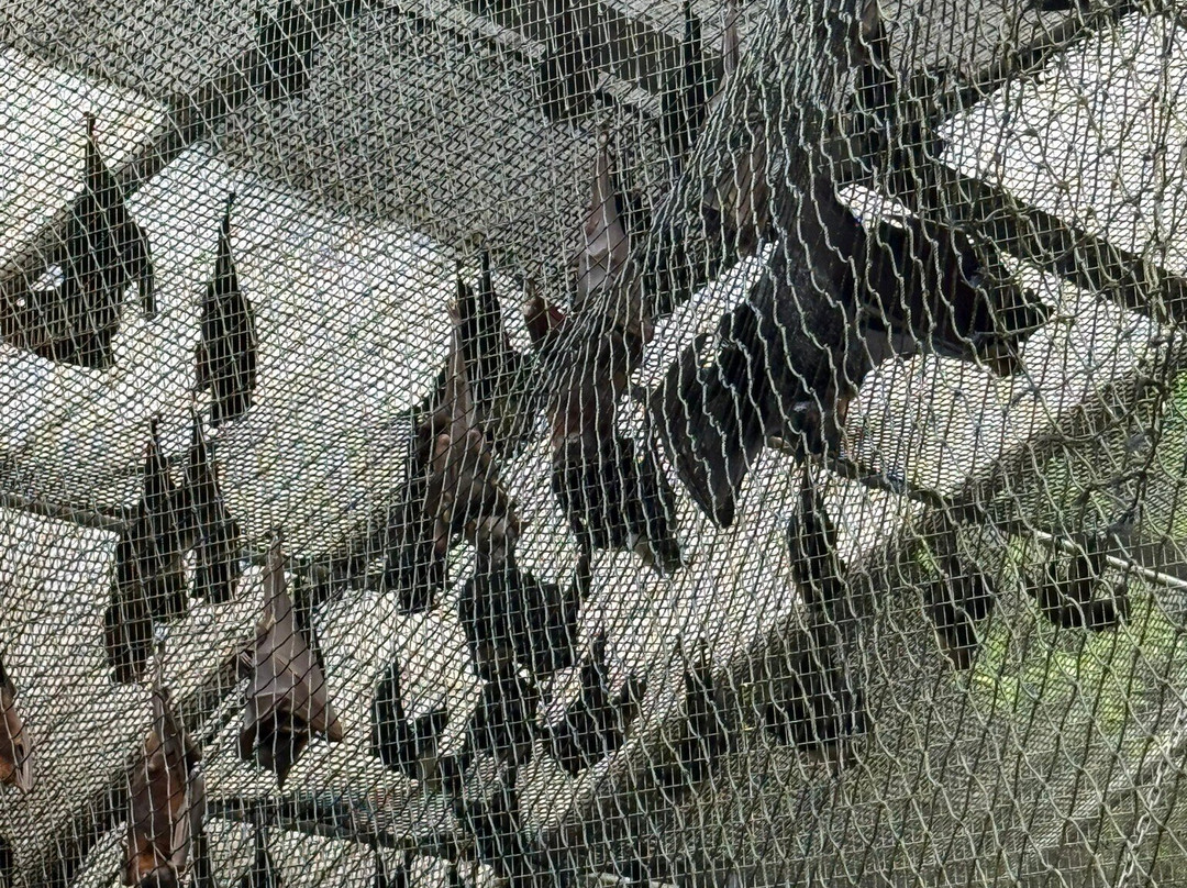 The Bat Hospital Visitor Centre- 阿瑟顿必去景点