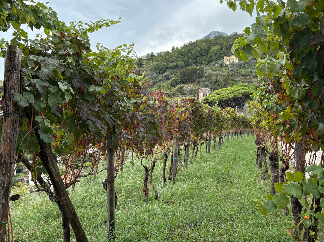 Le Vigne di Raito-Raito必去景点
