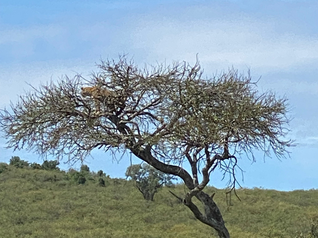 East Africa Adventure Tours and Safaris-马赛马拉国家野生动物保护区必去景点