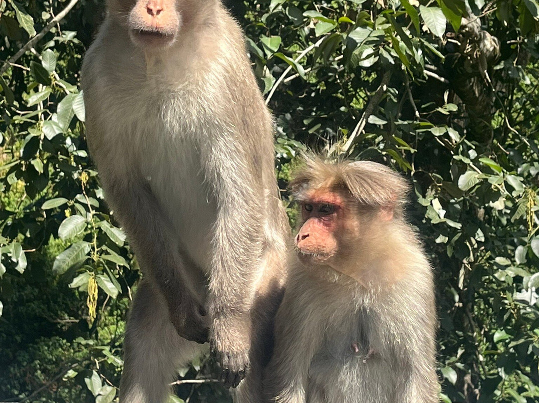 Munnar Info-慕那尔必去景点