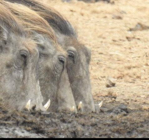 Bearded Heron Safaris-司库库札必去景点