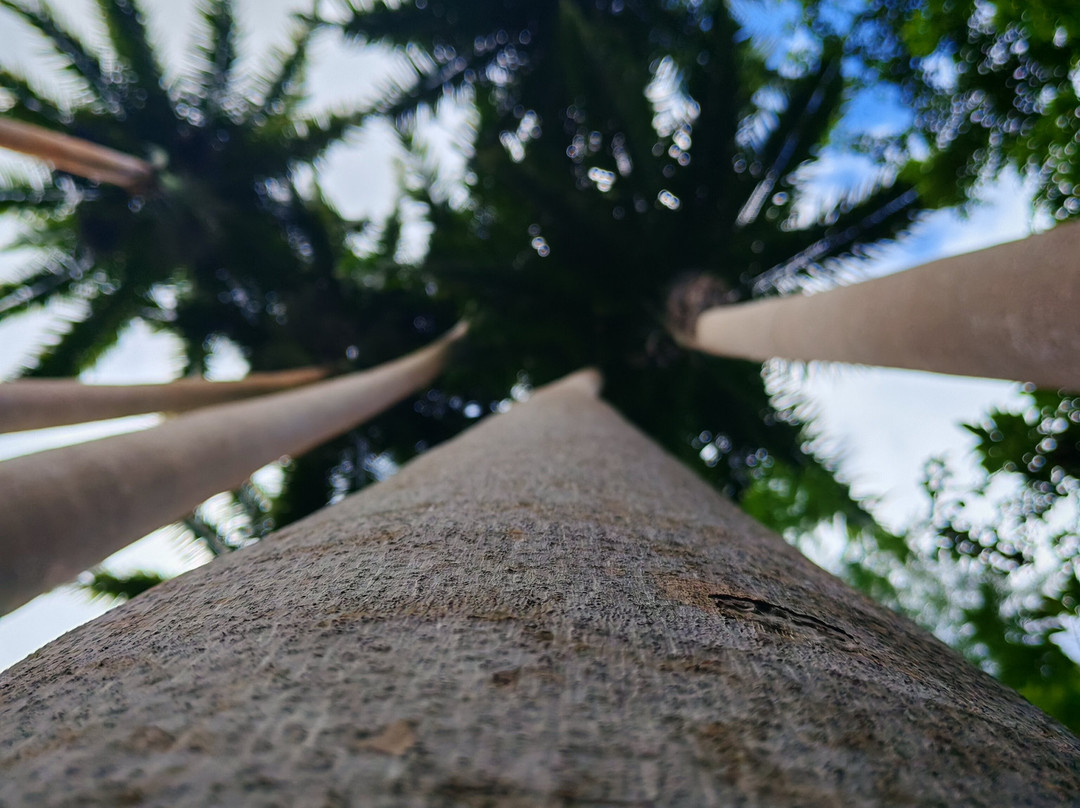 Coco Hill Forest-Melvin Hill必去景点