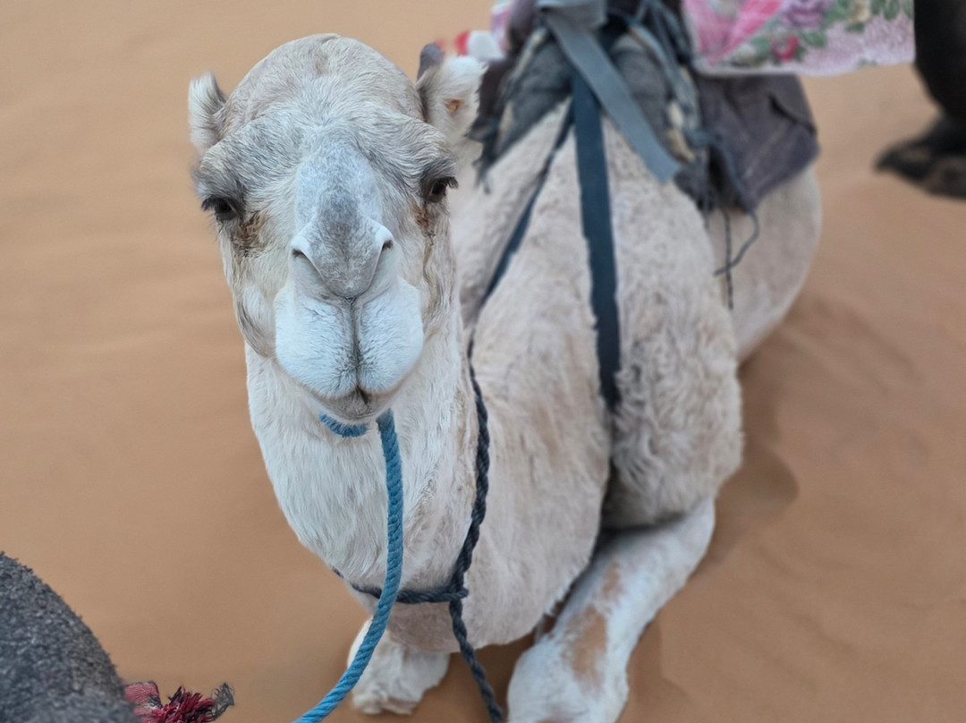 Izil Morocco-马拉喀什必去景点