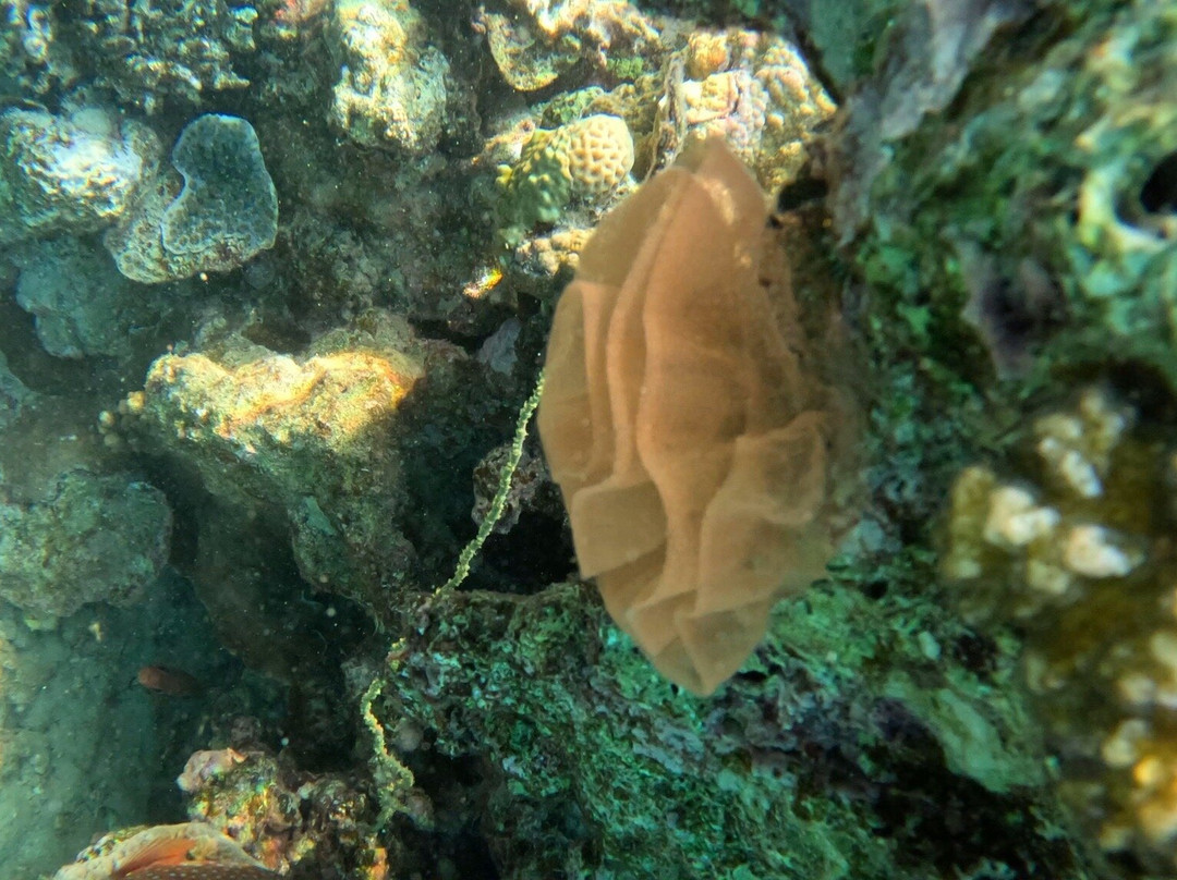 iDive Diving Centre-马卡迪湾必去景点