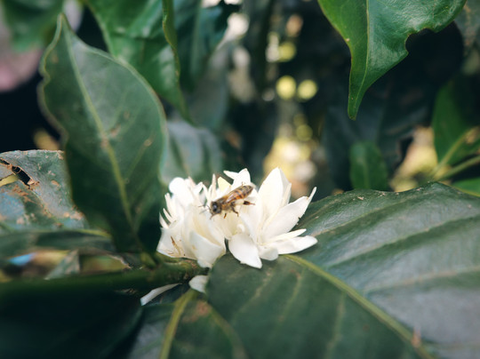 Gapeef Grace Beekeeping-Machame必去景点