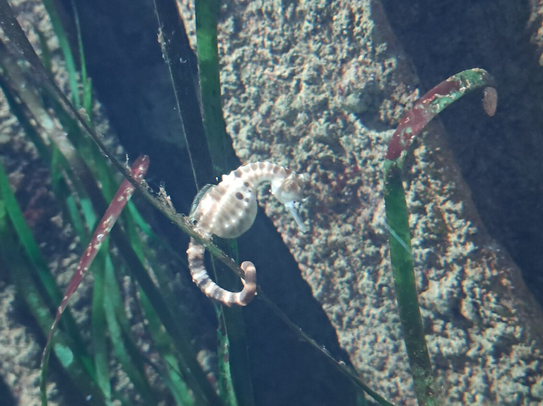 Malta National Aquarium-卡拉必去景点