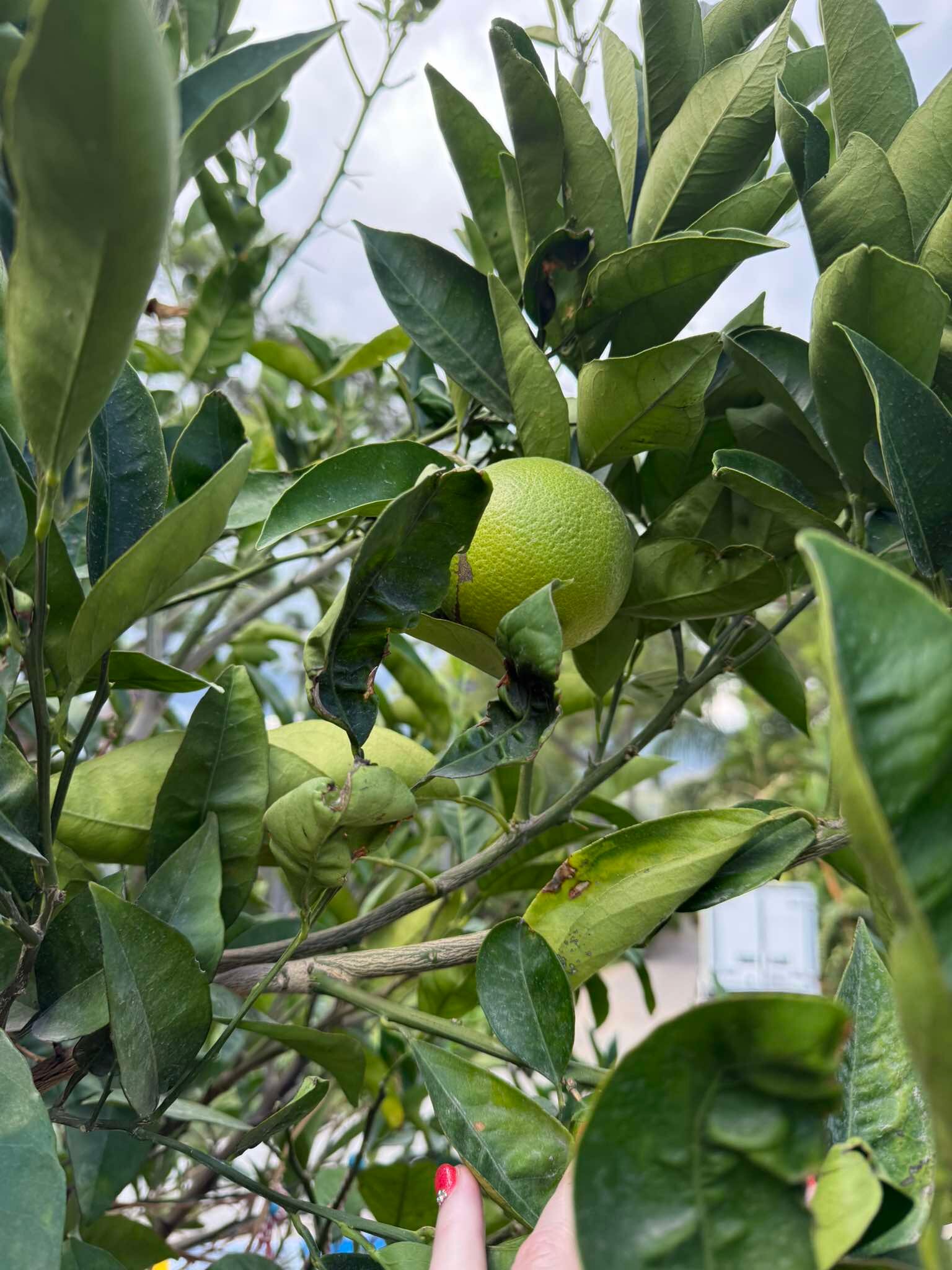 NG Phaselis Bay-浴室