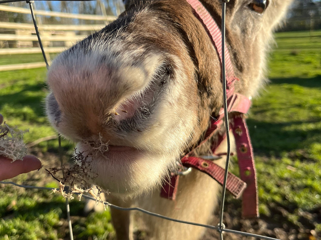 Woodlands Alpaca Farm-沃灵顿必去景点