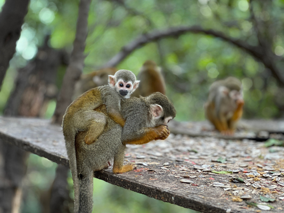 Monkey Park-Modiin必去景点
