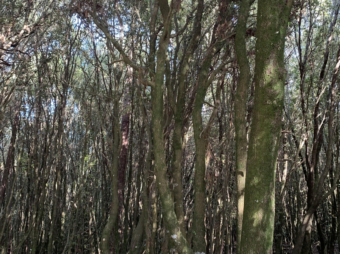 Site archéologique de Cucuruzzu-Levie必去景点