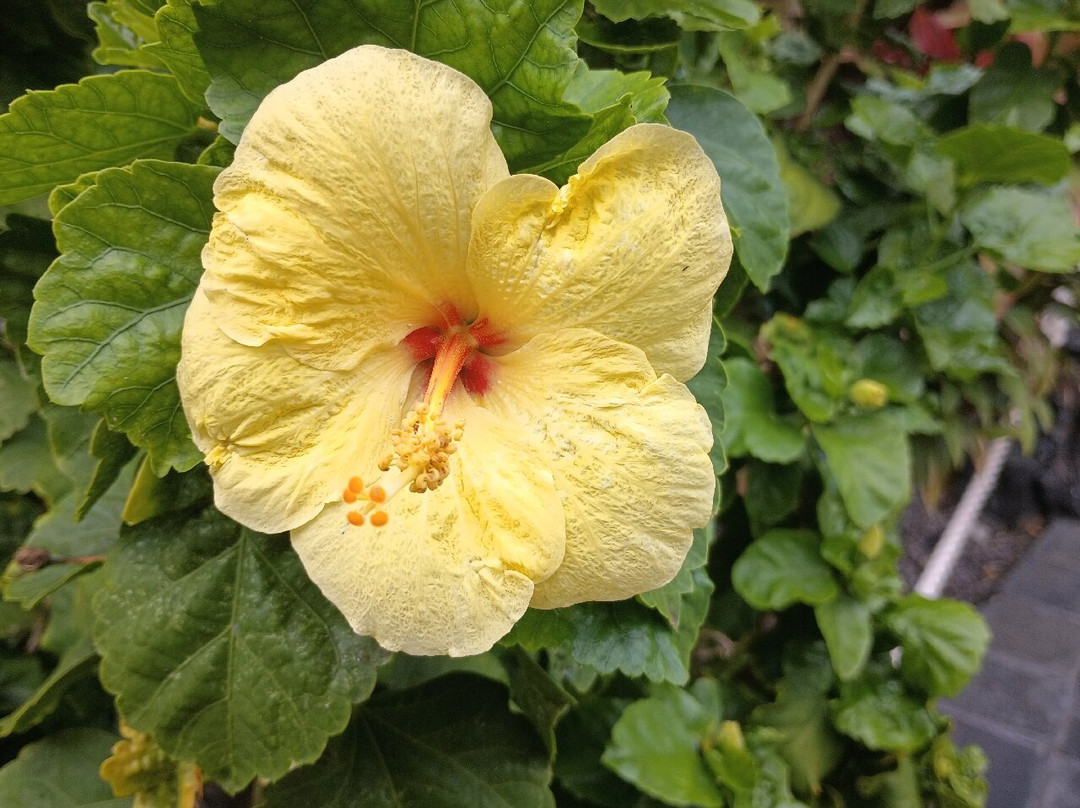 温德姆毛娜洛亚村酒店主图