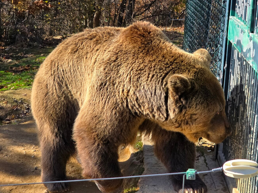 BEAR SANCTUARY Prishtina-普里什蒂纳必去景点