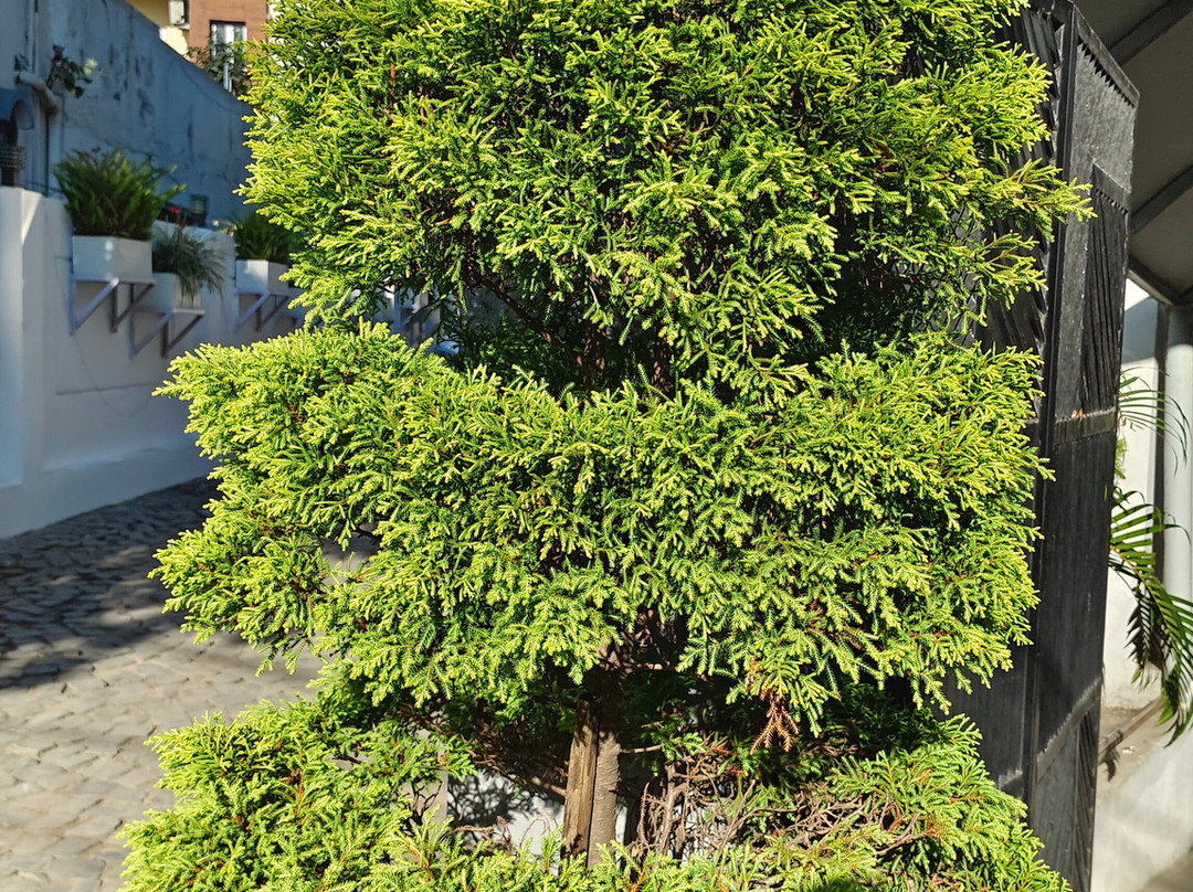 Spree Hotel Kriday Dehradun主图