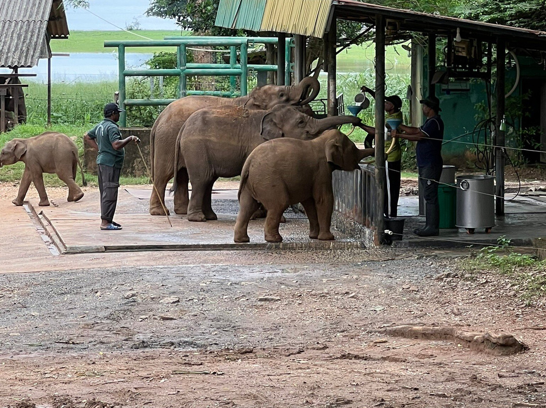 Elephant Transit Home (ETH)-乌达瓦拉维国家公园必去景点