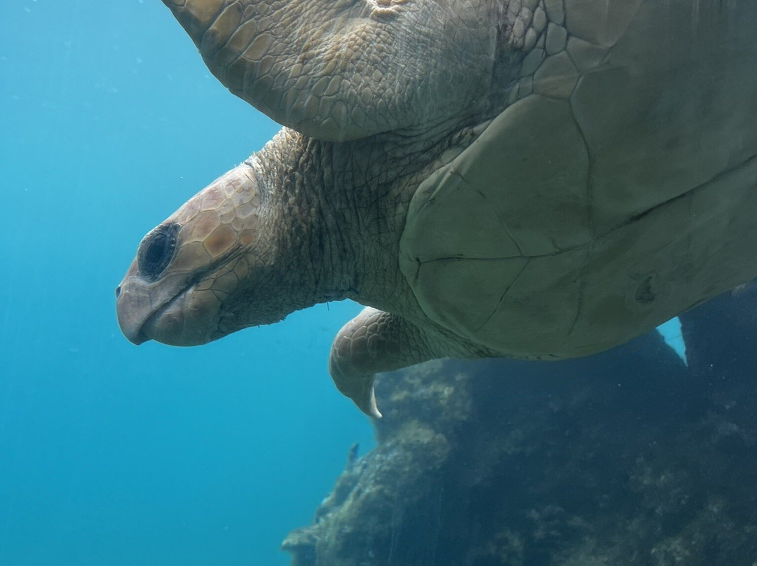 Kélonia-圣亮必去景点