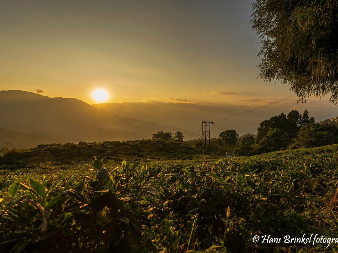 Tea Garden View-大吉岭必去景点