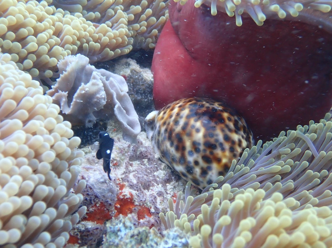 Odyssea Dive-Vilanculos必去景点