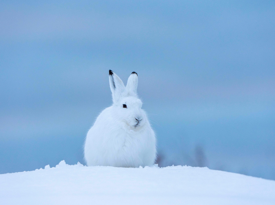 Discover Churchill Tours-丘吉尔必去景点
