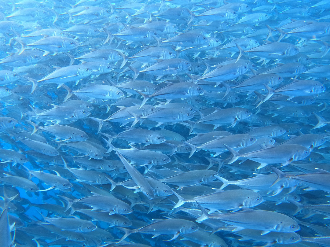 Cabo Pulmo Adventures-Cabo Pulmo必去景点