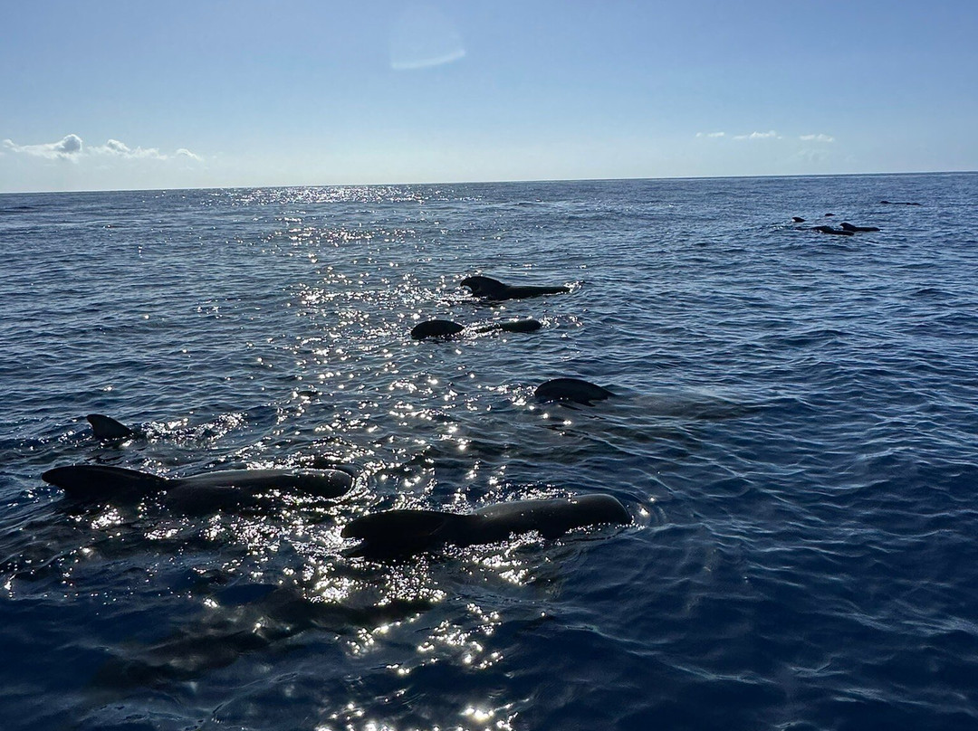Nemo La Palma-Puerto de Tazacorte必去景点