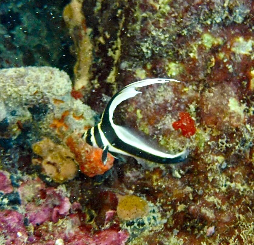 Nautica Plongee Caraibes-Pointe-Noire必去景点