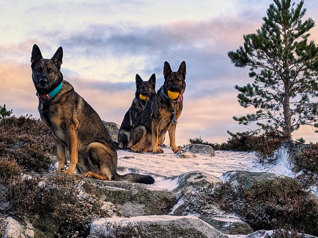 Craigellachie National Nature Reserve-阿维莫尔必去景点