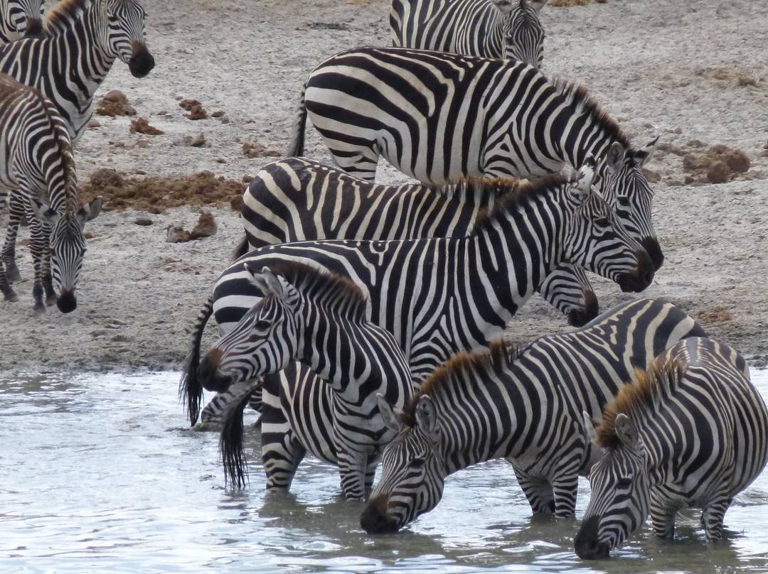 Caracal Tours & Safaris-莫西必去景点