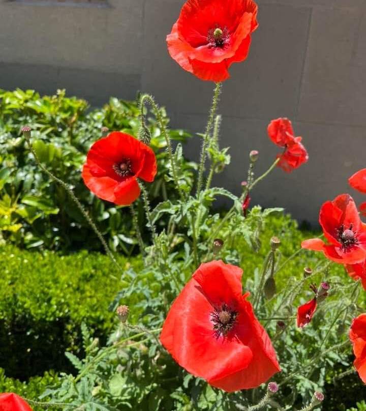 澳洲战争纪念馆-堪培拉必去景点