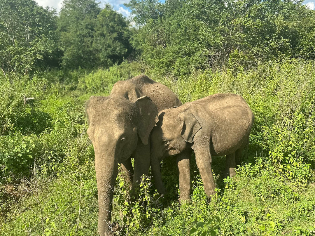 Udawalawe Safari Jeep With Guides-乌达瓦拉维国家公园必去景点