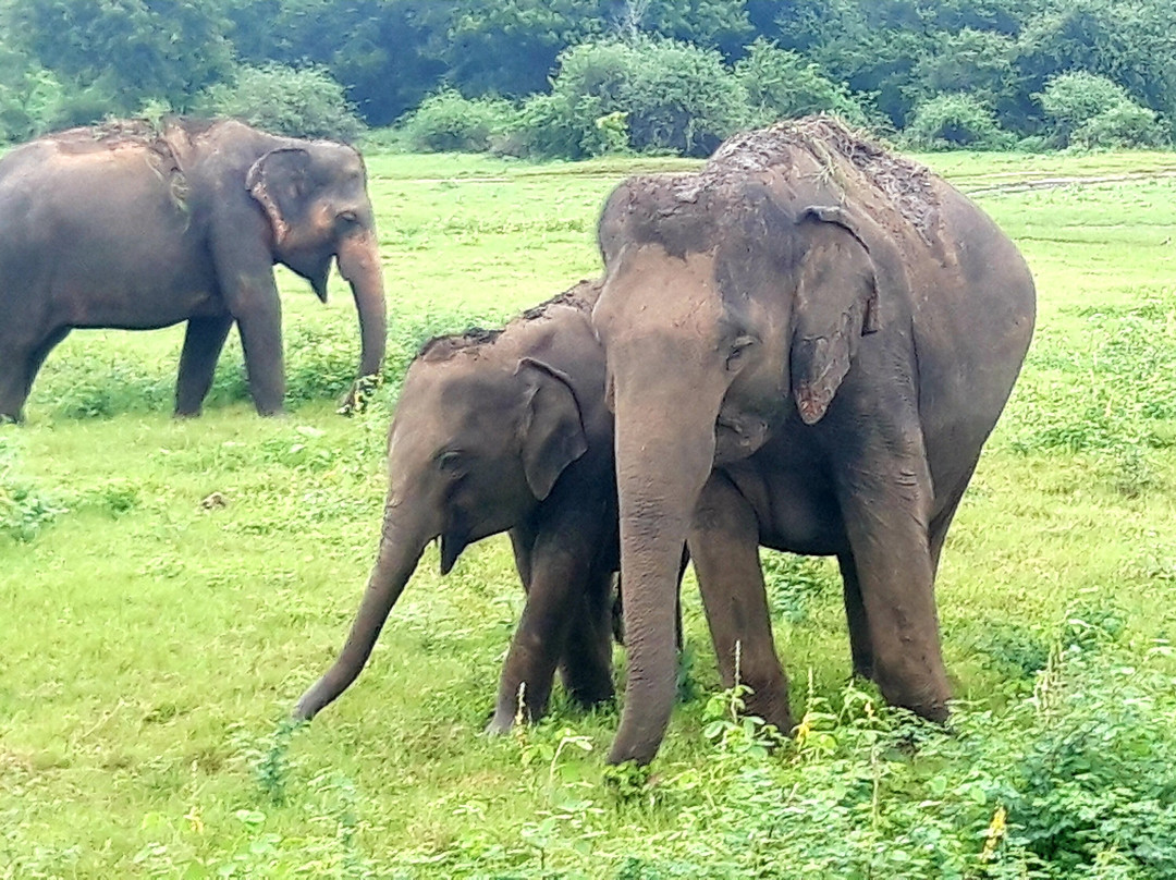 Tour Hope Lanka-卡图纳耶克必去景点
