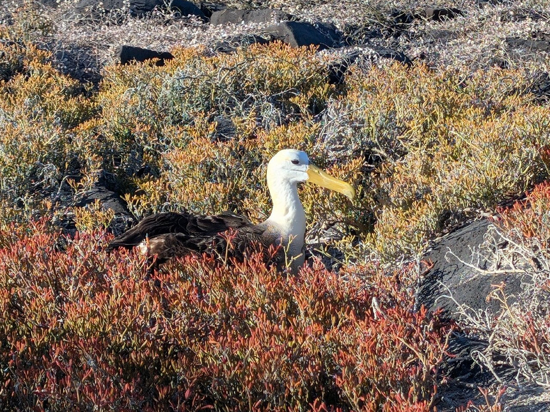 Monserrat Galapagos Cruises-阿约拉港必去景点