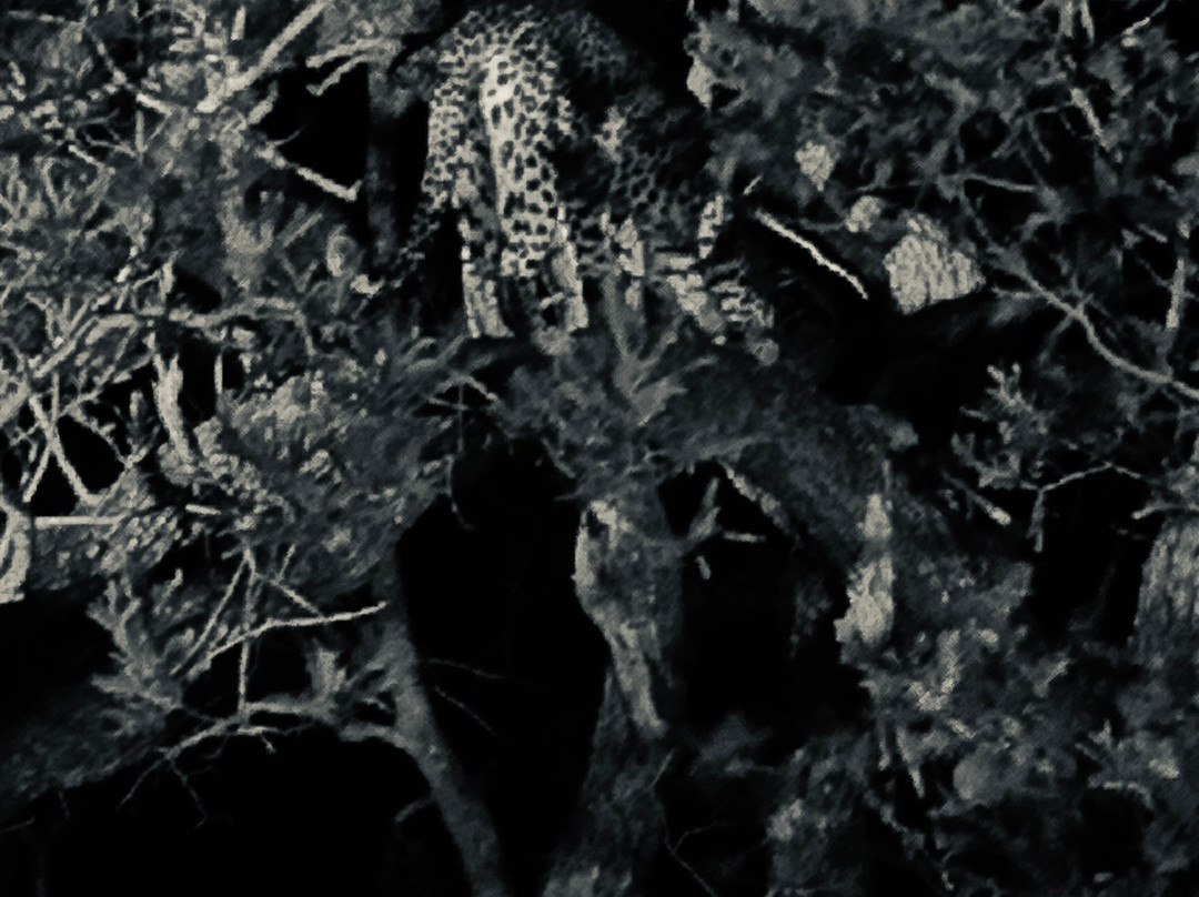 African Safari Group-开普敦必去景点