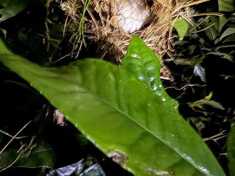 Monteverde Guided Tour-蒙特沃德必去景点