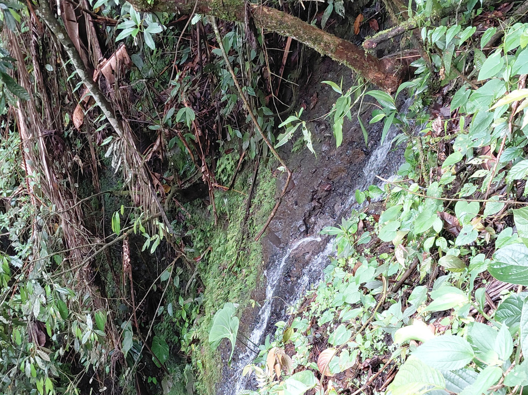 Kasaguadua Natural Reserve-萨伦托必去景点