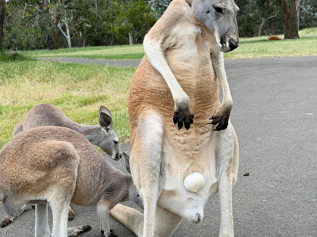 Cleland Wildlife Park-Crafers必去景点