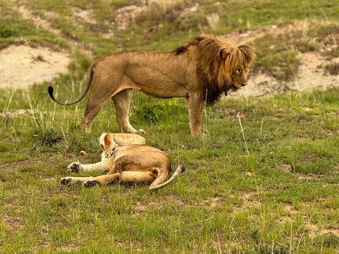 Amazing Memories Safaris-内罗毕必去景点